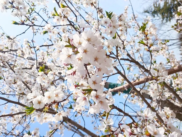 贝博与你 共赴一场樱花盛宴